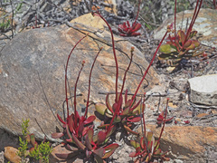 Crassula atropurpurea