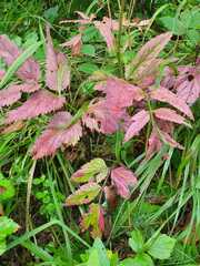 Cardamine macrophylla