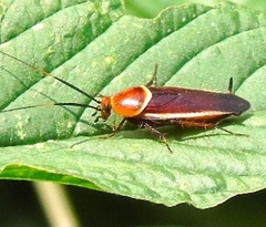 Pseudomops septentrionalis