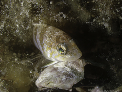 Serranus hepatus