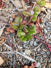 Fragaria chiloensis