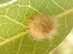 Disholandricus lasius