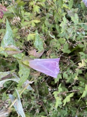 Calystegia sepium spectabilis