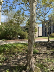 Platanus