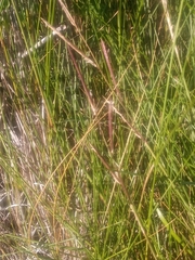 Sporobolus pumilus