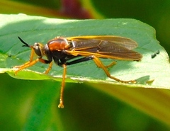 Ospriocerus tequilae