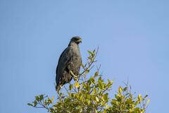 Buteogallus urubitinga