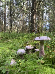 Cortinarius