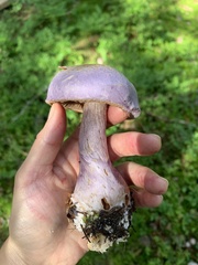 Cortinarius