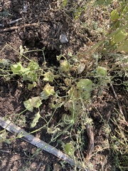 Physalis hederifolia