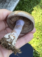 Cortinarius