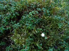 Gaultheria hispidula