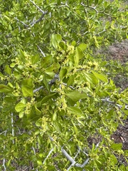 Condalia hookeri