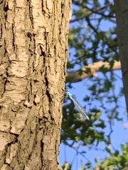 Enallagma cyathigerum