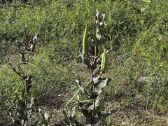 Asclepias elata