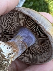 Cortinarius