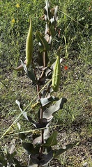 Asclepias elata