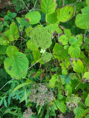 Hydrangea arborescens