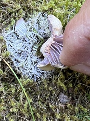 Cortinarius