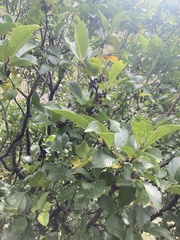 Rhamnus