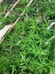 Atrichum undulatum