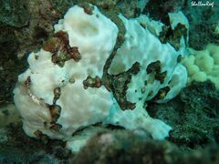 Antennarius commerson