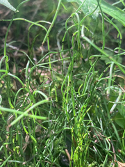 Equisetum scirpoides
