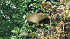 Cerioporus squamosus