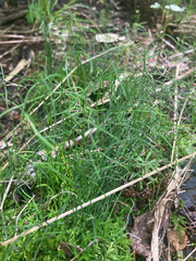 Equisetum scirpoides