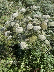 Angelica lucida