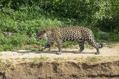Panthera onca