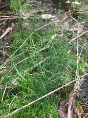 Equisetum scirpoides