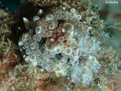 Dendrodoris krusensternii