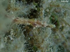 Halicampus edmondsoni