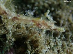 Halicampus edmondsoni