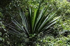 Furcraea cabuya