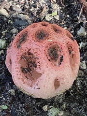 Clathrus crispus
