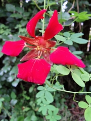 Tropaeolum speciosum
