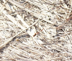 Diplacodes bipunctata