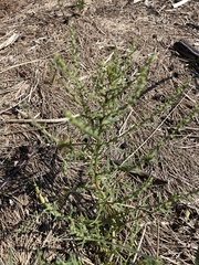 Salsola kali