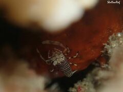 Gnathophyllum americanum