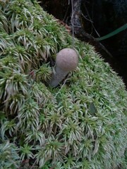 Leccinum scabrum