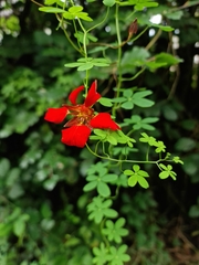 Tropaeolum speciosum
