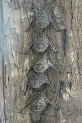 Rhynchonycteris naso