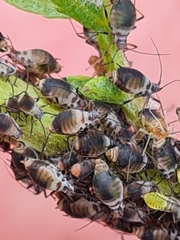 Metopeurum fuscoviride