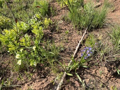 Rotheca hirsuta