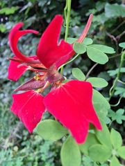 Tropaeolum speciosum