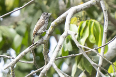 Picumnus albosquamatus