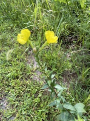 Oenothera biennis