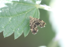 Anthophila fabriciana